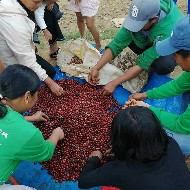 Mt. Apo Honey