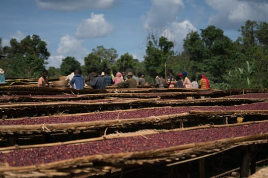 Guji Natural