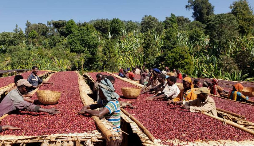 Guji Natural