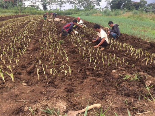 Arnel Garciano - Bukidnon