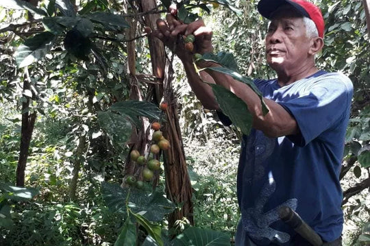 Kapeng Barako - Lipa, Batangas (Philippine Liberica)